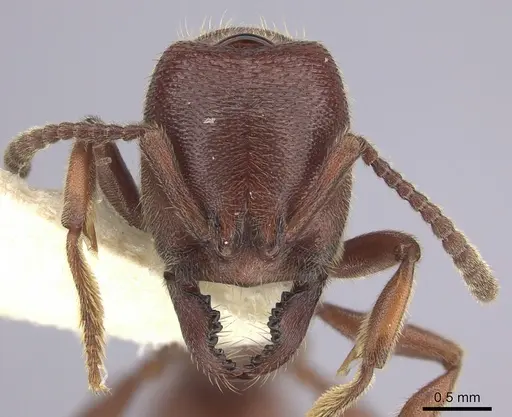 Amblyopone gingivalis - CASENT0260446