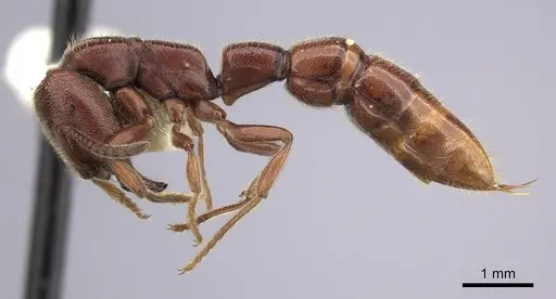 Amblyopone gingivalis - CASENT0260446