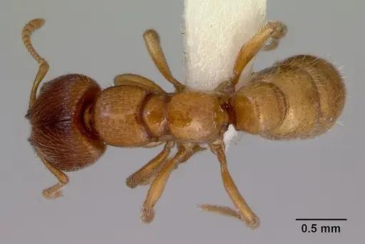 Amblyopone hackeri specimen