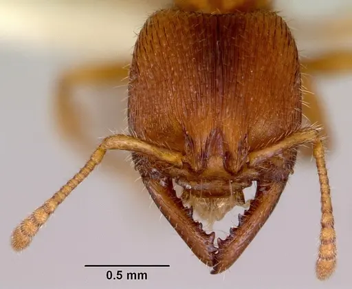 Amblyopone hackeri specimen