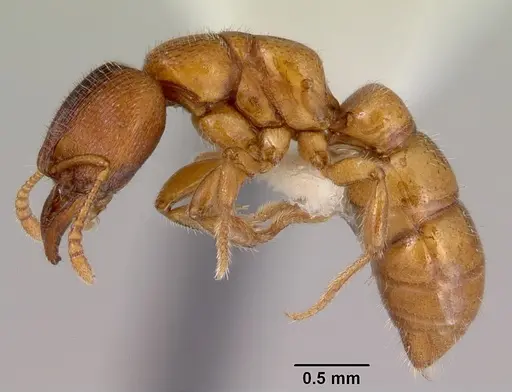 Amblyopone hackeri specimen