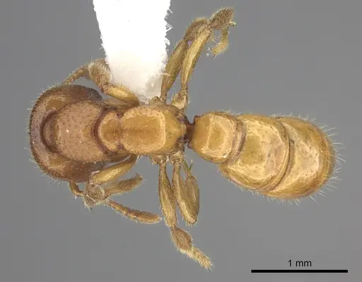 Amblyopone hackeri - CASENT0260447