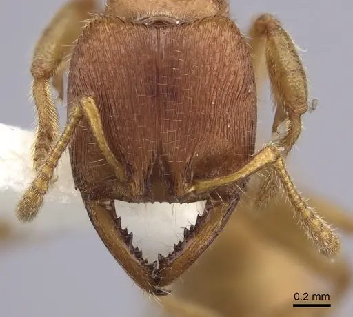 Amblyopone hackeri - CASENT0260447