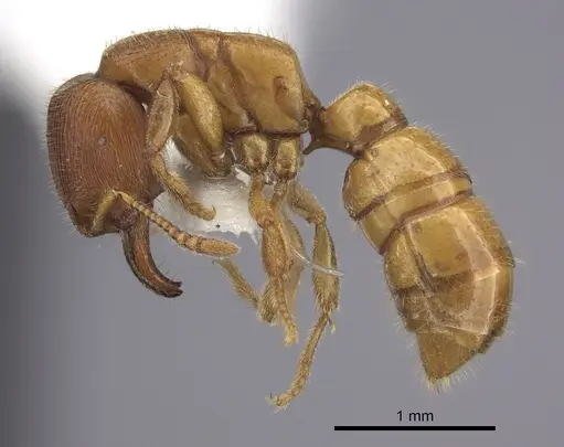 Amblyopone hackeri - CASENT0260447