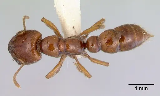 Amblyopone leae specimen