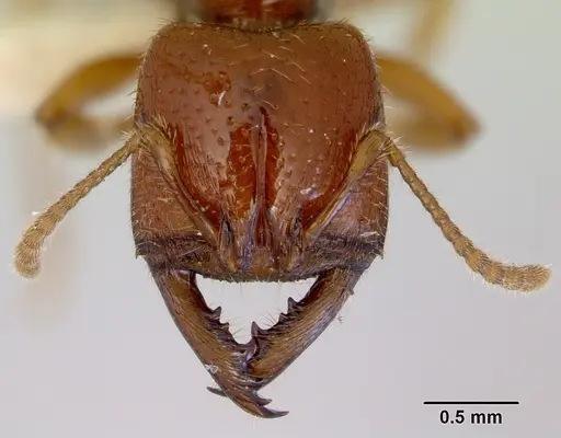 Amblyopone leae specimen