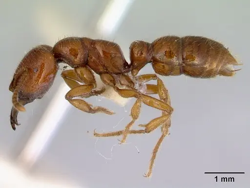 Amblyopone leae specimen