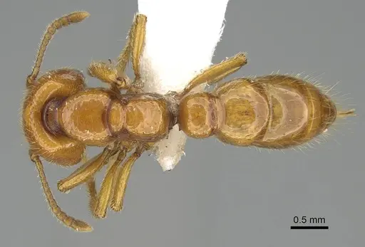 Amblyopone leae - CASENT0746791