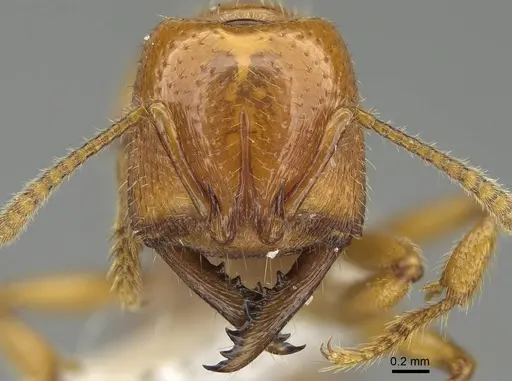 Amblyopone leae - CASENT0746791