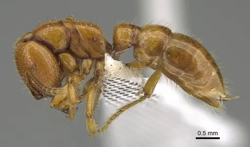 Amblyopone leae - CASENT0746791