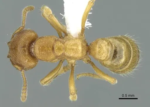 Amblyopone longidens specimen