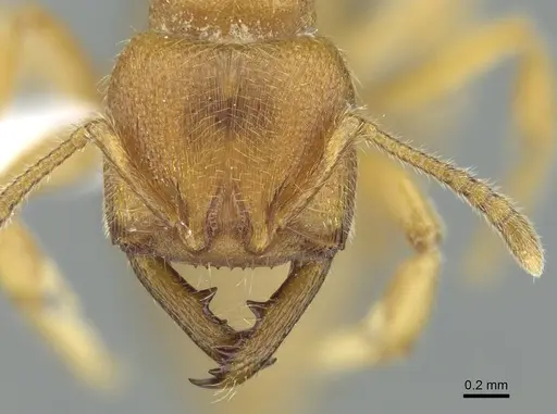 Amblyopone longidens specimen