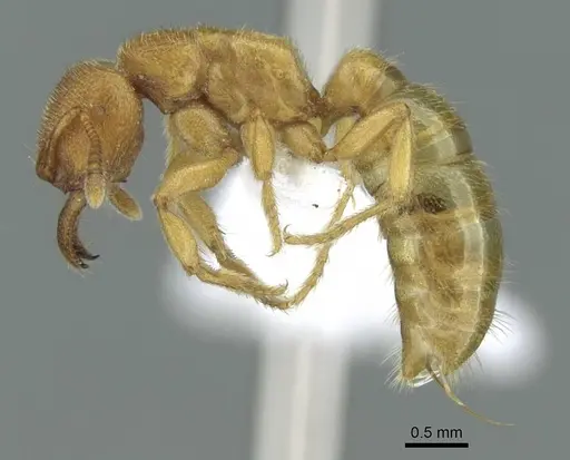 Amblyopone longidens specimen