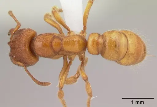 Amblyopone longidens - CASENT0100485