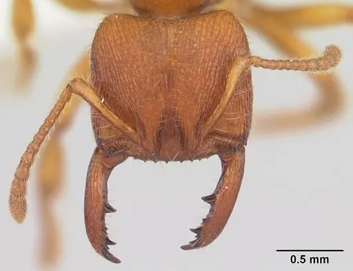 Amblyopone longidens - CASENT0100485