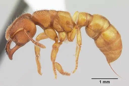 Amblyopone longidens - CASENT0100485