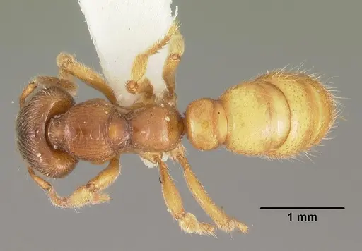 Amblyopone longidens - CASENT0102185