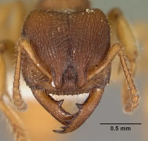 Amblyopone longidens - CASENT0102185