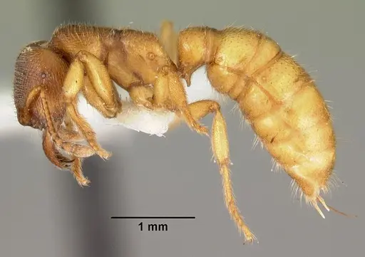 Amblyopone longidens - CASENT0102185