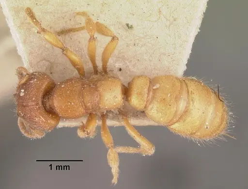 Amblyopone longidens - CASENT0102521