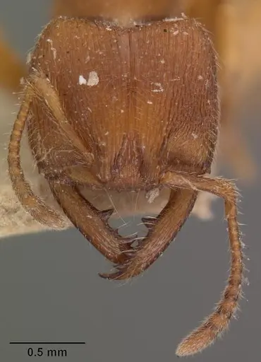 Amblyopone longidens - CASENT0102521