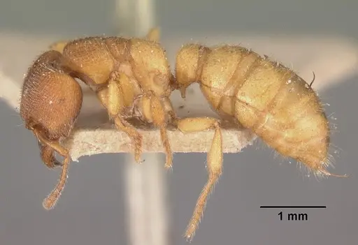 Amblyopone longidens - CASENT0102521