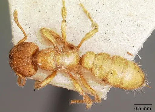 Amblyopone longidens - CASENT0104577