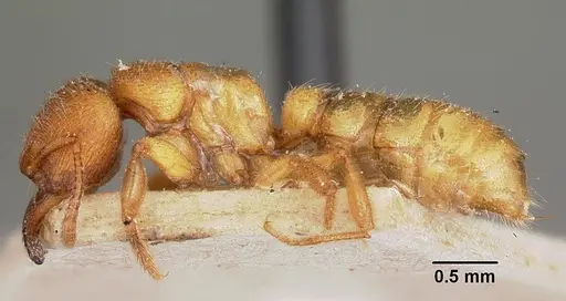 Amblyopone longidens - CASENT0104577