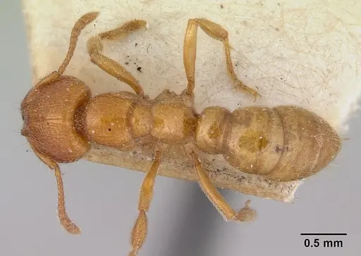 Amblyopone longidens - CASENT0172211