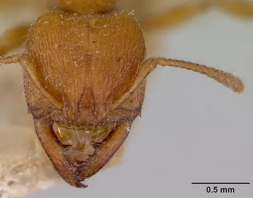 Amblyopone longidens - CASENT0172211