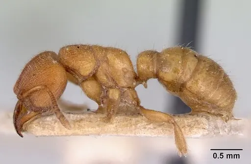 Amblyopone longidens - CASENT0172211