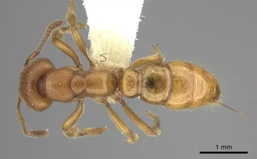 Amblyopone longidens - CASENT0260448