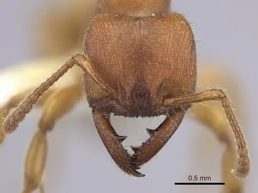 Amblyopone longidens - CASENT0260448