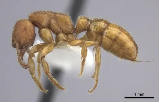 Amblyopone longidens - CASENT0260448