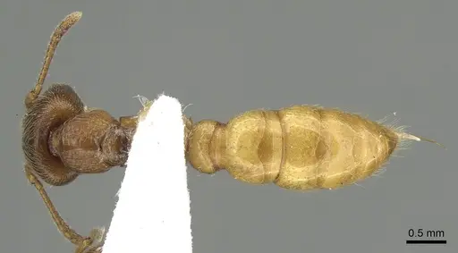 Amblyopone longidens - CASENT0280653