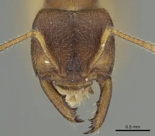 Amblyopone longidens - CASENT0280653