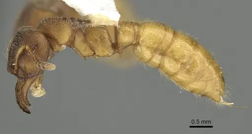 Amblyopone longidens - CASENT0280653