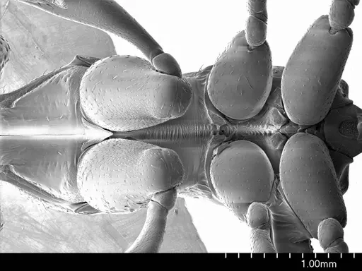 Amblyopone mercovichi specimen