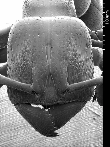 Amblyopone mercovichi specimen