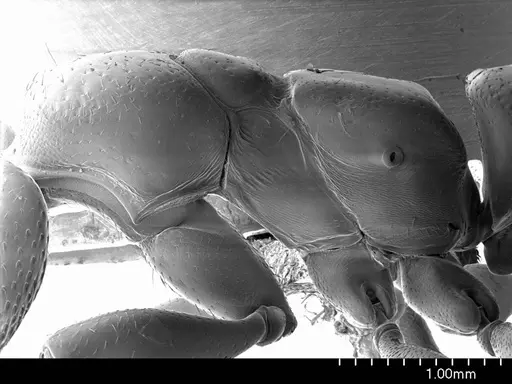 Amblyopone mercovichi specimen