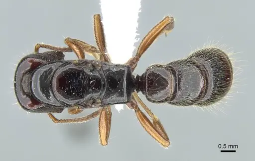 Amblyopone michaelseni specimen