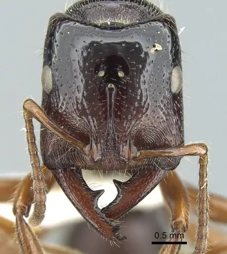 Amblyopone michaelseni specimen