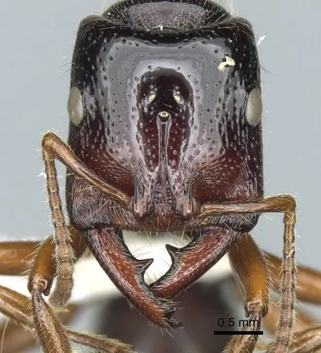 Amblyopone michaelseni specimen