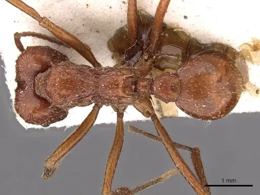 Amoimyrmex bruchi specimen