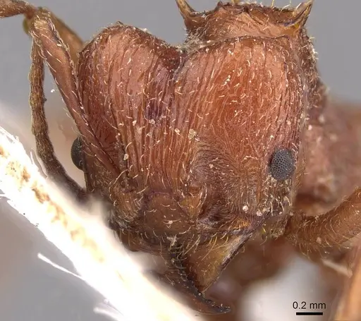 Amoimyrmex bruchi specimen