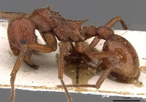Amoimyrmex bruchi specimen