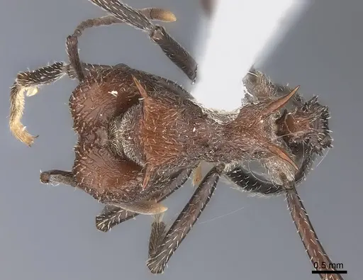Amoimyrmex silvestrii specimen