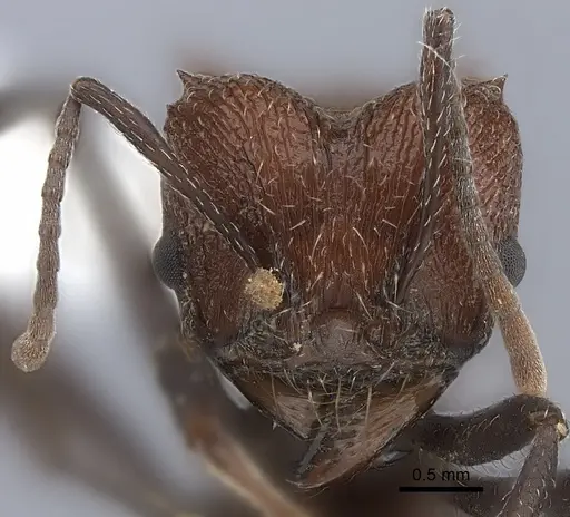 Amoimyrmex silvestrii specimen