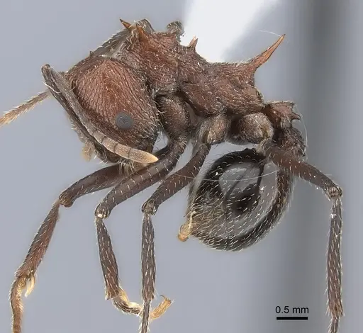 Amoimyrmex silvestrii specimen