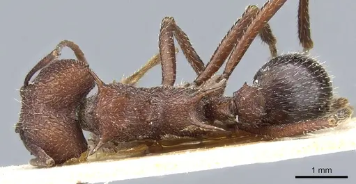 Amoimyrmex silvestrii - CASENT0905007